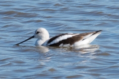 Avocets-6