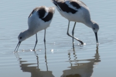 Avocets-2