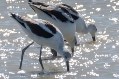 Avocets-3
