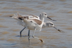 Avocets-4