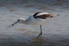 Avocets-5