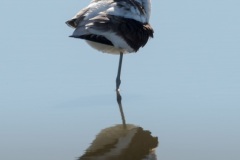Avocets